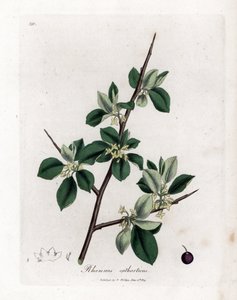 下剤または下剤のクロウメモドキ - パージクロウメモドキ、Rhamnus catharticus。 ジェームズ・ソワービーによるウィリアム・ウッドビルの植物図とウィリアム・ジャクソン・フッカー卿の「「医療植物学」」、ジョン・ボーン、ロンドンの手彩色銅版画 作： James Sowerby