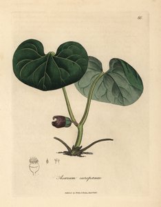 紫の花アサバッカ、または野生のショウガ、アサルム ユーロパウム 作： James Sowerby