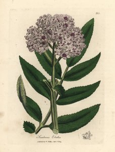 紫色の花が咲くドワーフ エルダー ツリー、Sambucus ebulus 作： James Sowerby