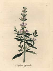 紫の花ヒソップ、Hyssopus officinalis 作： James Sowerby