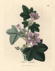 紫の花のアオイ科の植物、マルバ シルベストリス 作： James Sowerby