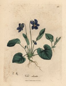 紫色の花が咲くスミレ、ビオラ オドラタ 作： James Sowerby