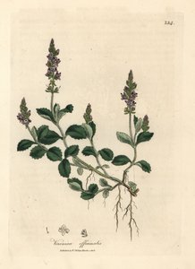 紫の花のベロニカ、ベロニカ オフィシナリス 作： James Sowerby
