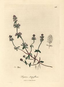 紫の花が咲くワイルド タイム、Thymus serpyllum 作： James Sowerby