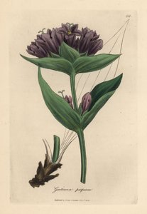 紫色リンドウ、リンドウ purpurea 作： James Sowerby