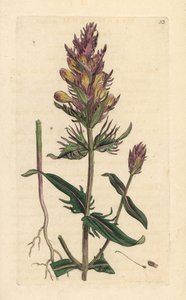 ムラサキまたはフィールド カウウィート、Melampyrum arvense ロンドンの James Smith