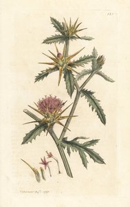 Purple starthistle、Centaurea calcitrapa (Centauree ハッチバック、Centauree etoilee または Star Thistle) ロンドンの James Smith
