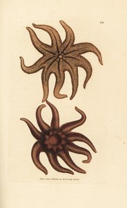 紫色の太陽の星、Solaster endeca (ナインレイド ヒトデ、Asterias endeca)。 The British Miscellany の James Sowerby による手彩色の銅版画、または新しい、珍しい、またはほとんど知られていない動物の彩色された図。 作： James Sowerby