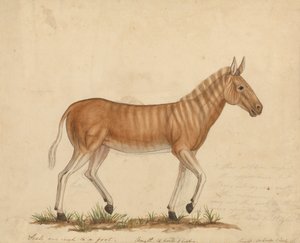 quagga zebra 作： James Sowerby