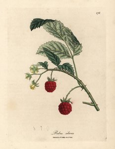 熟した果実と黄色の花を持つラズベリー ブッシュ、キイチゴ属 idaeus 作： James Sowerby