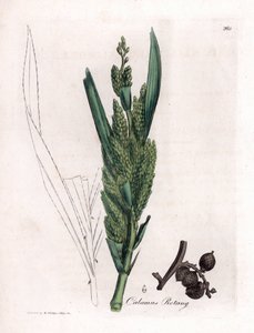 Rattan Palm - Rotang 杖、Calamus rotang。 ジェームズ・ソワービーによるウィリアム・ウッドビルの植物図とウィリアム・ジャクソン・フッカー卿の「「医療植物学」」、ジョン・ボーン、ロンドンの手彩色銅版画 作： James Sowerby