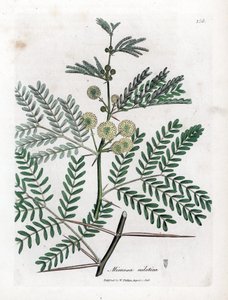 レッド ガム - ガム アラビアの木、アカシア nilotica。 ジェームズ・ソワービーによるウィリアム・ウッドビルの植物図とウィリアム・ジャクソン・フッカー卿の「「医療植物学」」、ジョン・ボーン、ロンドンの手彩色銅版画