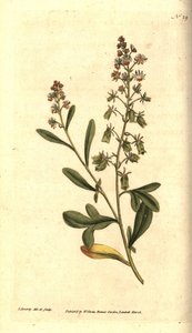Reseda の匂い - 甘い香りのする reseda または mignonette、Resedaodorata。 ジェームズ・ソワービーによる手彩色の銅版画と植物のイラスト、ウィリアム・カーティスの『ザ・ボタニカル・マガジン』、ランベス・マーシュ、ロンドン 作： James Sowerby