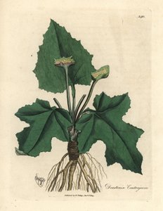 コントレイエルバ、ドルステニア・コントラジェルバの根、根茎、葉、花 作： James Sowerby