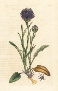 丸頭のランピオン、Phyteuma orbicularis (Phyteuma orbicularis) (輪状のラプンツェル) James Smith
