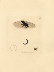 Rove カブトムシ、Velleius dilatatus (鋸歯状の角を持つ Staphylinus、Staphylinus concolor)。 The British Miscellany の James Sowerby による手彩色の銅版画、または新しい、珍しい、またはほとんど知られていない動物の色付きの図。 作： James Sowerby
