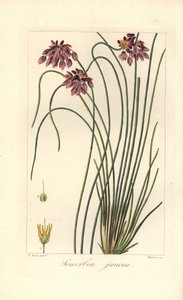 イグサユリ、Sowerbaea juncea、オーストラリア原産。 植物学者ジェームズ・ソワービーにちなんで名づけられました。 Mordant de Launay の「Herbier General de l