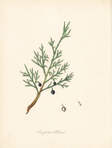 サビーネ ジュニパー - 一般的なサビンまたはジュニパー サビン、Juniperus sabina。 William Woodville の James Sowerby のイラストと、Sir William Jackson Hooker の「Medical Botany」から引用 C. Chabot の手彩色ジンコグラフ 作： James Sowerby