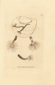 真紅の触手を持つサンド ワーム、アンフィトリテ ロゼア。 The British Miscellany の James Sowerby による手彩色の銅版画、または新しい、珍しい、またはほとんど知られていない動物の彩色された図。 作： James Sowerby
