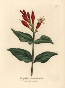緋色の花が咲くインディアン ピンク、Spigelia marlandica 作： James Sowerby