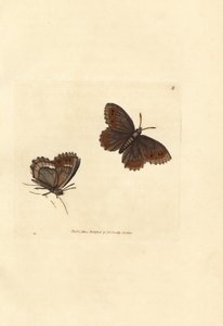 スコッチ アーガス蝶、エレビア aethiops (アゲハ blandina)。 The British Miscellany の James Sowerby による手彩色の銅版画、または新しい、珍しい、またはほとんど知られていない動物の色付きの図。 作： James Sowerby