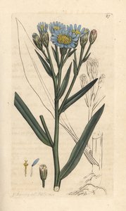 シーアスター、Tripolium pannonicum subsp. tripolium (Sea starwort, Aster tripolium) (Aster Maritime) James Smith