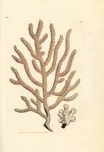 ウミファン、ゴルゴニア種 (細長いゴルゴニア、ゴルゴニア viminalis?)。 The British Miscellany の James Sowerby による手彩色の銅版画、または新しい、珍しい、またはほとんど知られていない動物の彩色された図。 作： James Sowerby