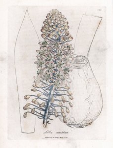 海タマネギまたは海苔、Drimia maritima。 ジェームズ・ソワービーによるウィリアム・ウッドビルの植物図とウィリアム・ジャクソン・フッカー卿の「「医療植物学」」、ジョン・ボーン、ロンドンの手彩色銅版画 作： James Sowerby