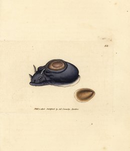 ウミウシまたはウミウサギ、アメフラシ (アプリシア ハイブリダ)。 The British Miscellany の James Sowerby による手彩色の銅版画、または新しい、珍しい、またはほとんど知られていない動物の彩色された図。 作： James Sowerby
