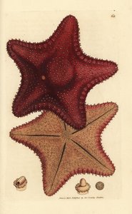 海の星またはヒトデ、Hippasteria phrygiana (Asterias equestris?)。 The British Miscellany の James Sowerby による手彩色の銅版画、または新しい、珍しい、またはほとんど知られていない動物の彩色された図。 作： James Sowerby