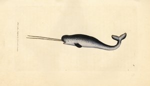 海のユニコーンまたはイッカク、モノドン monoceros。 二重の牙を持つ珍しい標本。 The British Miscellany の James Sowerby による手彩色の銅版画、または新しい、珍しい、またはほとんど知られていない動物の彩色された図。 作： James Sowerby