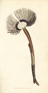 海のワーム、Amphitrite ventilabrum。 The British Miscellany の James Sowerby による手彩色の銅版画、または新しい、珍しい、またはほとんど知られていない動物の彩色された図。 作： James Sowerby