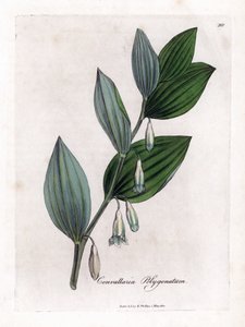 ソロモン マルチフローラのシール - ソロモンのシール、Polygonatum multiflorum。 ウィリアム・ウッドヴィルのジェームス・ソワービーによる植物のイラストからの手彩色の銅版画とウィリアム・ジャクソン・フッカー卿の「「医学植物学」」、ジョン・ボーン、ロンドン 作： James Sowerby