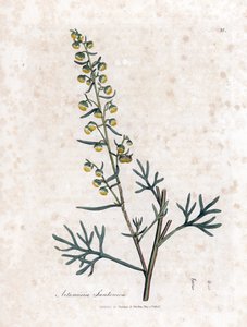 Judee の精液コントラまたは semencine またはよもぎ - Santonica、Artemisia cina。 ジェームズ・ソワービーによるウィリアム・ウッドビルの植物図とウィリアム・ジャクソン・フッカー卿の「「医学植物学」」、ジョン・ボーン、ロンドンの手彩色の銅版画