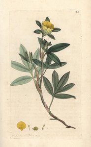 シュラブ シンクフォイル、Dasiphora fruticosa または Potentilla fruticosa (Cinquefoil frutescente ou la cinquefoil shbustive) James Smith