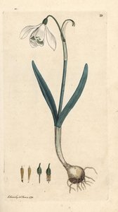 スノー ドロップ、Galanthus nivalis。 James Smith