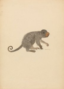 南米ヤマアラシ 作： James Sowerby
