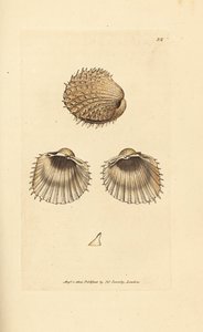 とげのあるザルガイ、Acanthocardia aculeata (Cardium spinosum)。 The British Miscellany の James Sowerby による手彩色の銅版画、または新しい、珍しい、またはほとんど知られていない動物の彩色された図。 作： James Sowerby