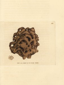 海綿、Haliclona cinerea (キャンセルされた海綿、Spongia cancellata)。 The British Miscellany の James Sowerby による手彩色の銅版画、または新しい、珍しい、またはほとんど知られていない動物の彩色された図。