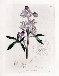 シラミまたは痛風または野生のブドウが付いている草 - ヤシのラークスパーまたは stavesacre、Delphinium staphisagria。 ウィリアム・ウッドヴィルとサー・ウィリアム・ジャクソン・Hのジェームズ・ソワービーによる植物のイラストからの手彩色の銅版画の彫刻 作： James Sowerby