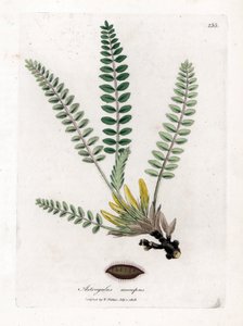 茎のないレンゲ - 茎のないミルクベッチ、レンゲ excapus。 ジェームズ・ソワービーによるウィリアム・ウッドビルの植物図とウィリアム・ジャクソン・フッカー卿の「「医学植物学」」、ジョン・ボーン、ロンドンの手彩色の銅版画 作： James Sowerby