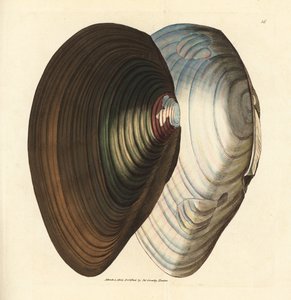白鳥ムール貝、アノドンタ スタグナリス (Mytilus stagnalis)。 The British Miscellany の James Sowerby による手彩色の銅版画、または新しい、珍しい、またはほとんど知られていない動物の色付きの図。 作： James Sowerby