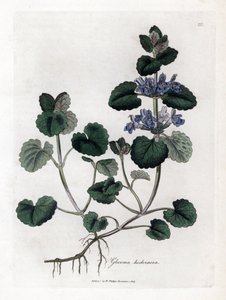 陸生ツタ - グラウンド アイビー、Glecoma hederacea。 ジェームズ・ソワービーによるウィリアム・ウッドビルの植物図とウィリアム・ジャクソン・フッカー卿の「「医学植物学」」、ジョン・ボーン、ロンドンの手彩色の銅版画 作： James Sowerby