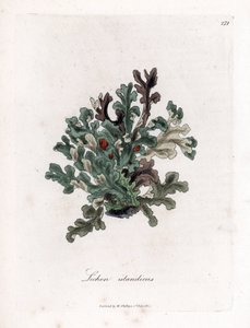 葉状体またはアイスランド モス - Eryngo 葉地衣類、地衣 islandicus。 ジェームズ・ソワービーによるウィリアム・ウッドビルの植物図とウィリアム・ジャクソン・フッカー卿の「「医学植物学」」、ジョン・ボーン、ロンドンの手彩色の銅版画 作： ジェームズ・サワビー