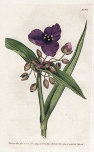 Tradescantia ou setcreasee - James Sowerby (1757-1822) によるリトグラフ、William Curtis