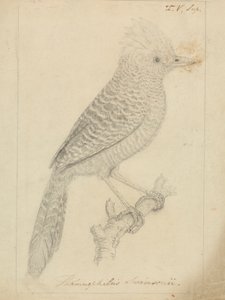房状アリ 作： James Sowerby