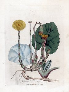 Tuslage またはないロバ - Coltsfoot、Tussilago ファラ。 ジェームズ・ソワービーによるウィリアム・ウッドビルの植物図とウィリアム・ジャクソン・フッカー卿の「「医学植物学」」、ジョン・ボーン、ロンドンの手彩色の銅版画 作： James Sowerby