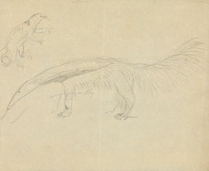 2 つのアリクイ 作： James Sowerby