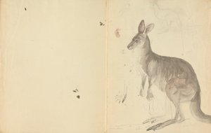 詳細と 2 つのカンガルー 作： James Sowerby