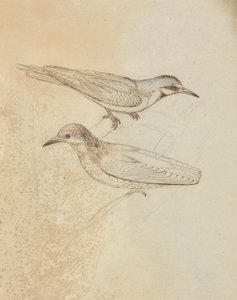 2 つのツリー クリーパー? 作： James Sowerby